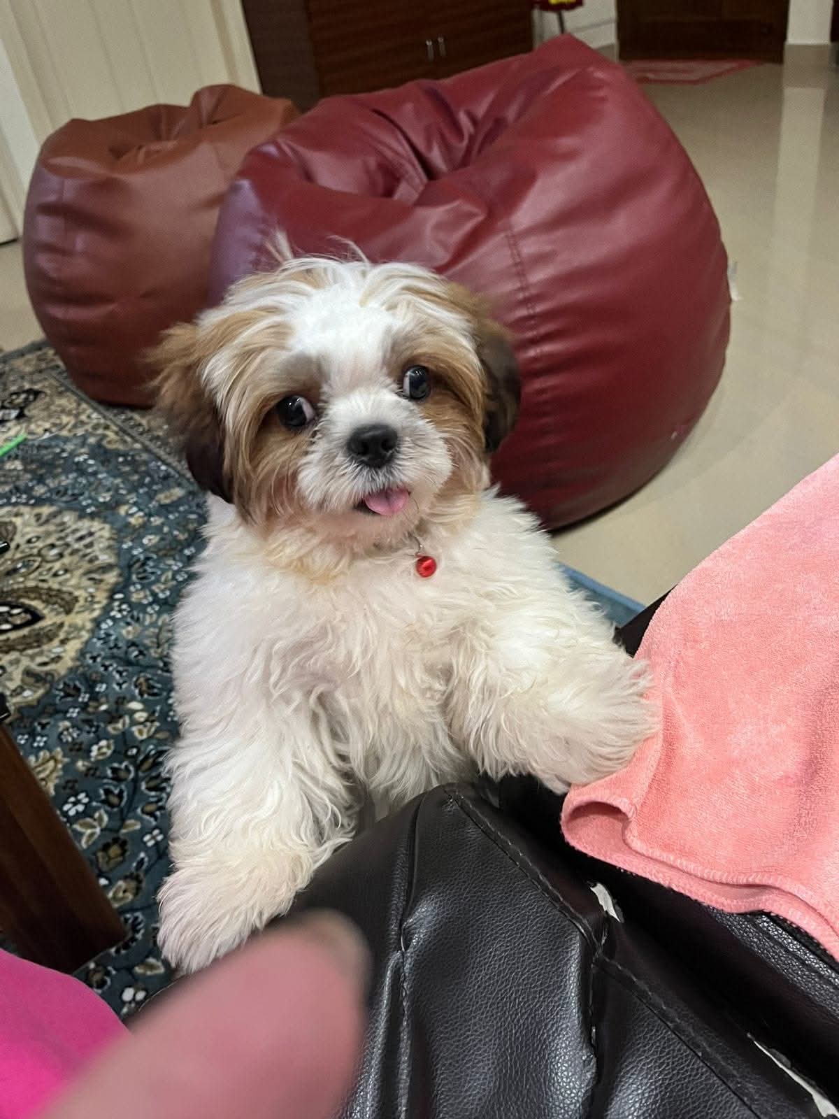 Buddy the playful Shih Tzu