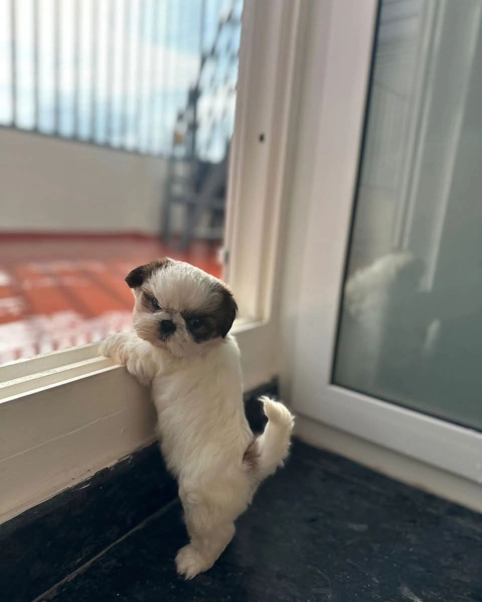 Dreamer puppy looking outside the window